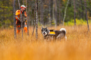 Hunting dog outdoor during hunting season - known as Moosehound or Elkhound