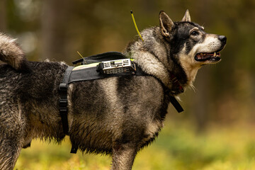 Hunting dog outdoor during hunting season - known as Moosehound or Elkhound