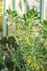 Asteriscus Intermedius plant in Saint Gallen in Switzerland