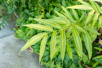 Obraz premium Coniogramme Japonica plant in Saint Gallen in Switzerland