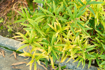 Himalayan sweet box or Sarcococca Hookeriana plant in Saint Gallen in Switzerland