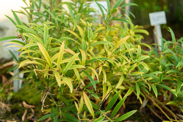 Himalayan sweet box or Sarcococca Hookeriana plant in Saint Gallen in Switzerland