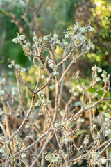 Oriental paperbush or Edgeworthia Chrysantha plant in Saint Gallen in Switzerland