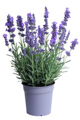A potted plant with purple flowers on a white background. Suitable for home decor, gardening, or floral themes
