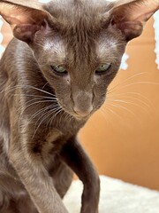 Oriental cat with large ears and chocolate green eyes