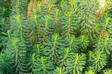 Albanian spurge or Euphorbia Characias plant in Saint Gallen in Switzerland