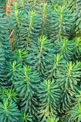 Albanian spurge or Euphorbia Characias plant in Saint Gallen in Switzerland