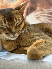 Abyssinian cat lies with half-open green eyes