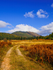 Naklejka premium OLYMPUS DIGITAL CAMERA