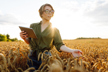Woman agronomist in a field with a tablet checks the growth of the crop.  New harvest concept....