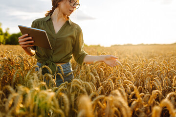 Woman agronomist in a field with a tablet checks the growth of the crop.  New harvest concept....