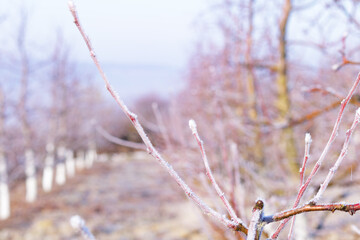 Morning frost on trees in apple orchard. Orchard blur with soft light for background.