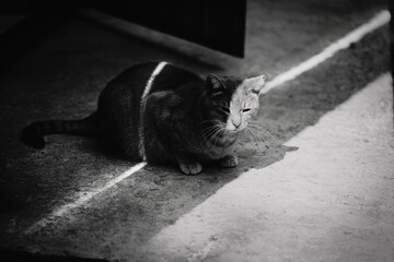 The black-white photo, a tabby street cat sits on the asphalt, soaking up the sunny city day. The...