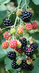 On the branch ripen the blackberries (Rubus fruticosus)