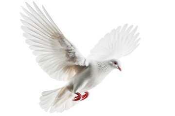 Fototapeta premium A white dove flying gracefully in the sky. Ideal for representing peace, freedom, and spirituality