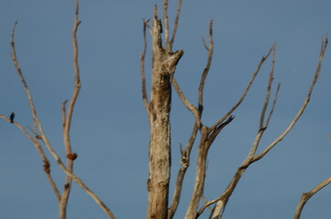 extreme drought at Lake Tinaroo, Queensland. Australia