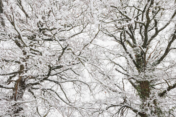 Trees covered with snow in wintertime