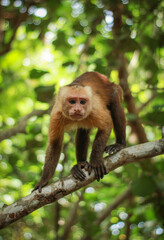a long macaque sitting on a tree