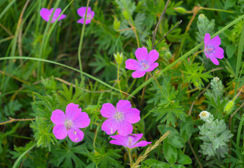 Geranium blooms in the mountains, close-up flower, beautiful mountain flowers, flowers in the mountains