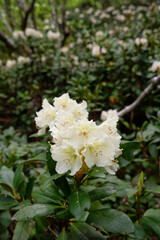 Rhododendron blooms in the mountains, close-up flower, beautiful mountain flowers, flowers in the mountains