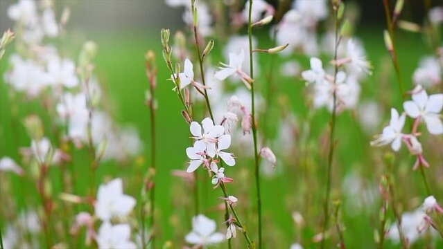 Whirling butterflies Gaura white flowers blooming in a garden, spring gaur lindheimeri, macro, dreamy inflorescence in a romantic country cottage garden, closeup. Slow motion. 