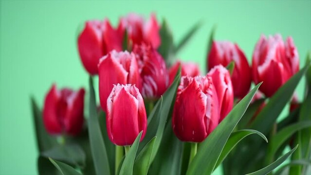 Tulip flowers bunch. Blooming red tulips flower rotating on green background, closeup. Holiday gift, bouquet, buds. Beautiful spring flowers macro shot. Valentine's Day gift, birthday gift concept