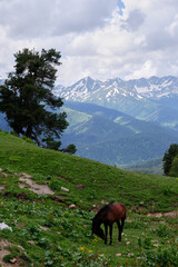 A horse grazes in the mountains against the backdrop of an idyllic mountain landscape with fresh green meadows and flowers