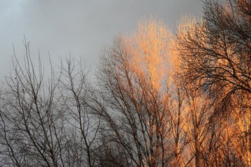 birch forest in winter at sunset with blue sky and clouds