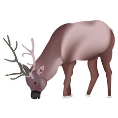Beautiful deer, side view. The animal has horns, a head, a head, a torso, a tail, ears, a nose and eyes.