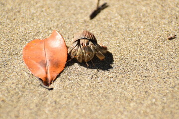Cangrejo el hermitaño