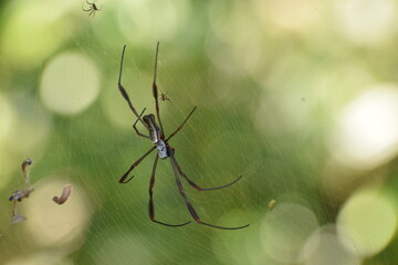 Araña