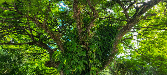 Capture the magic of nature! Unique image with the sun between the leaves, reflecting luminosity. Transmit clarity and inspire with this enchanting scene. Buy it now and illuminate your projects.