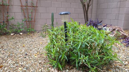 Desert Ruellia or Mexican Petunia perennial shrub along with other drought tolerant plants in...