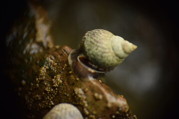 Caracol