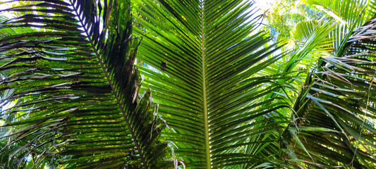 Fototapeta premium tropical palm trees on a sunny day on the beach on the coast of Brazil amid nature​