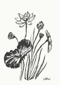 Hand drawn ink brush painting of lotus flowers, buds, leaves, branches