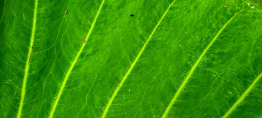 tropical palm trees on a sunny day on the beach on the coast of Brazil amid nature​