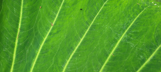 tropical palm trees on a sunny day on the beach on the coast of Brazil amid nature​