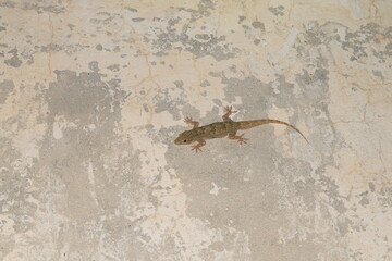 lizard on the wall