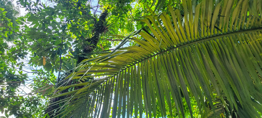 tropical palm trees on a sunny day on the beach on the coast of Brazil amid nature​