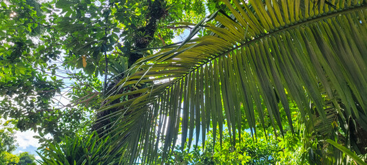 tropical palm trees on a sunny day on the beach on the coast of Brazil amid nature​