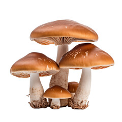 Five mushrooms isolated on transparent and white background. Generative ai