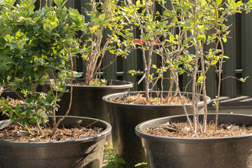 Care and planting of blueberry bushes in large containers with fertilizers and soil. The concept of gardening and growing plants