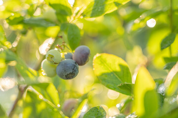 Ripe blueberries (bilberry) on a blueberry bush on a nature background.