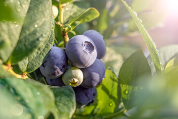 Blueberries ripen on a tree branch. Blue fruits on a healthy green plant in the morning. Food plantation – blueberry field, orchard.