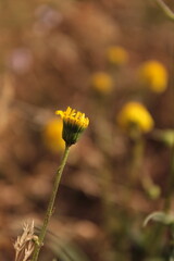capullo flor amarilla silvestre otoñal fondo desenfocado sequia