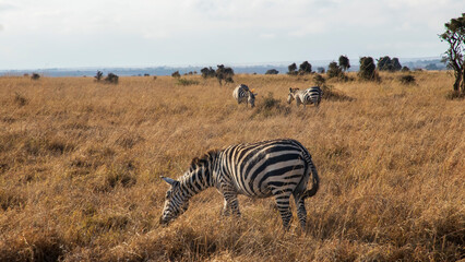 zebras in the savannah