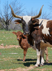 Cow and Calf Livestock