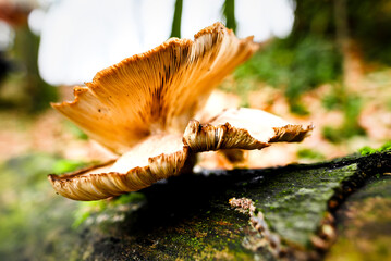 mushroom in autumn