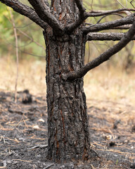 Fototapeta premium Forest after a fire, the remains of coniferous trees after a strong fire. Burnt pine trunk close-up. High quality photo